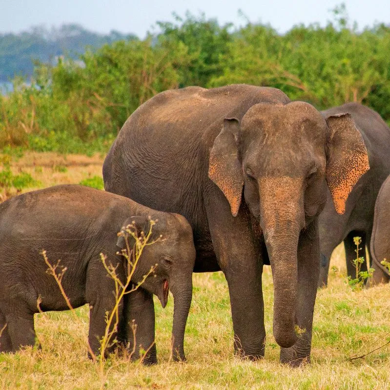 Minneriya National Park