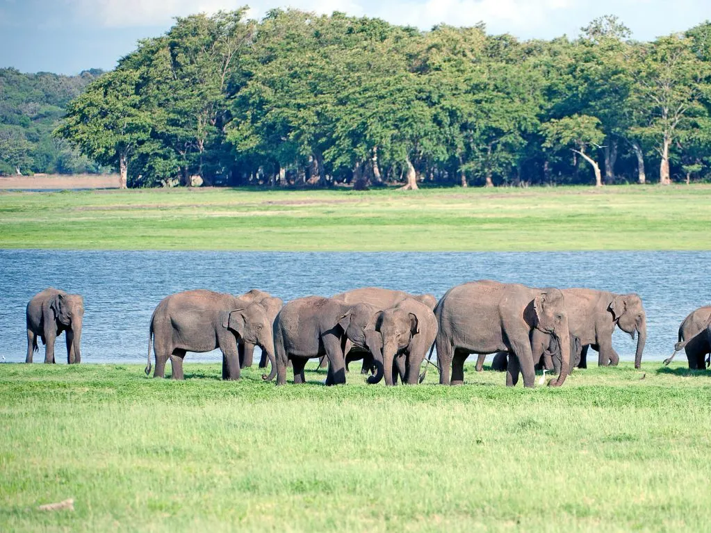 Minneriya, kaudulla national park