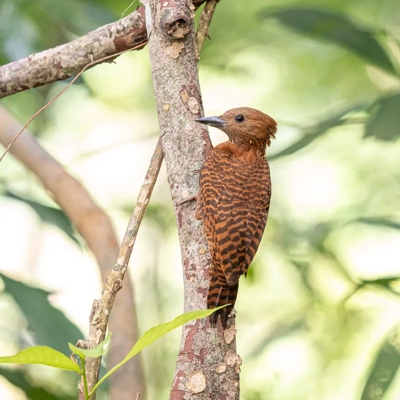 Bird Watching Sigiriya