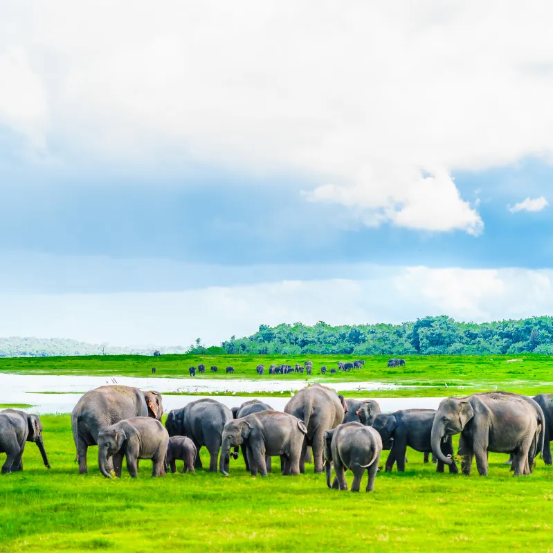 Kaudulla National Park