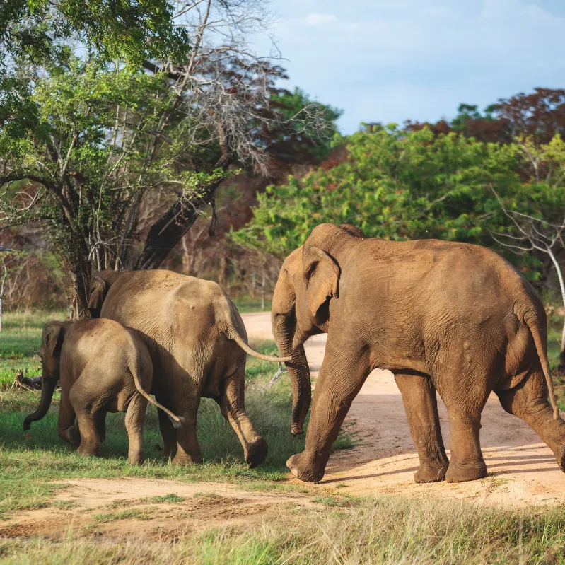 Minneriya National Park